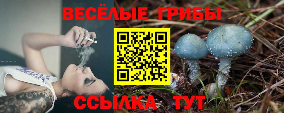 Псилоцибиновые грибы Psilocybe Лениногорск